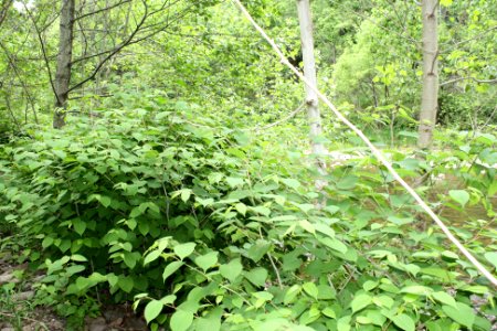 Expansion of Japanese Knotweed