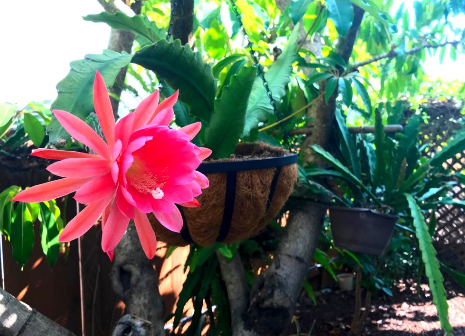 Very Late Epiphyllum Blossom
