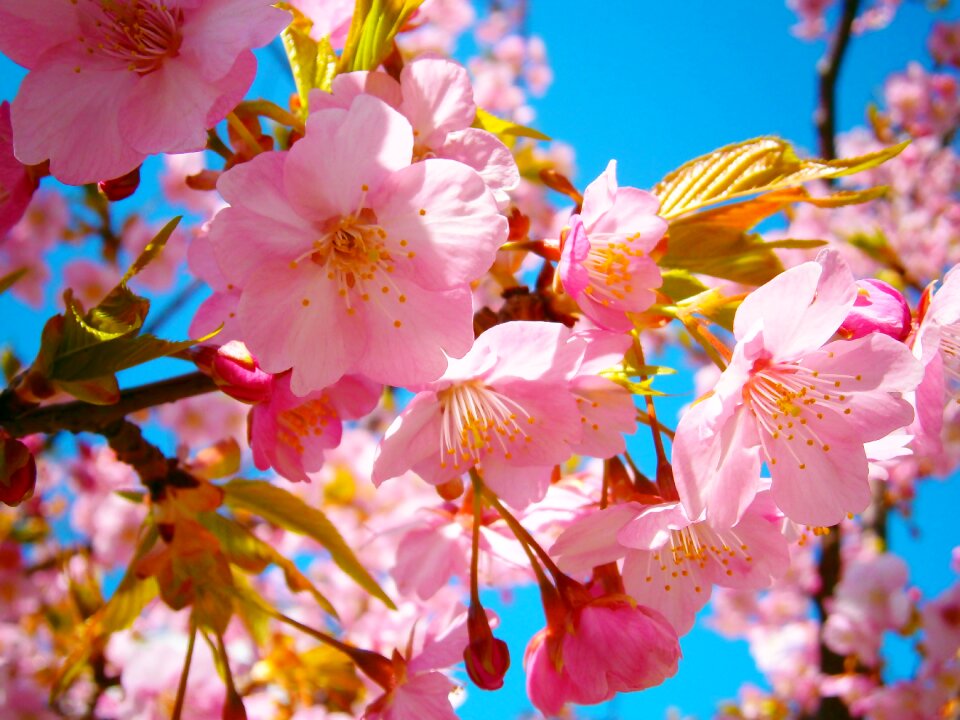 Pink flower blossom