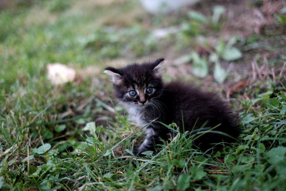 Chat Hongrois !