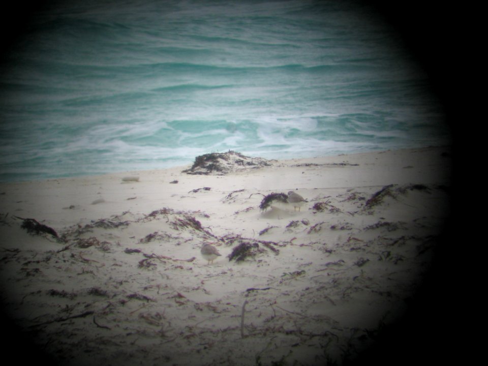 Piping plovers through spotting scope (“digiscoped”)