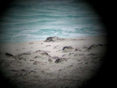 Piping plovers through spotting scope (“digiscoped”) photo