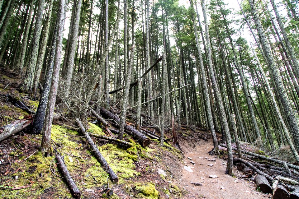Avalanche Creek Trail