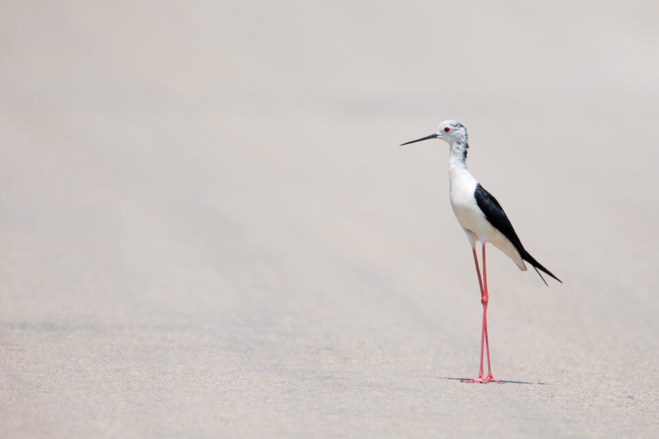Wildlife beach animal
