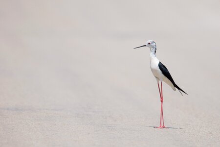 Wildlife beach animal