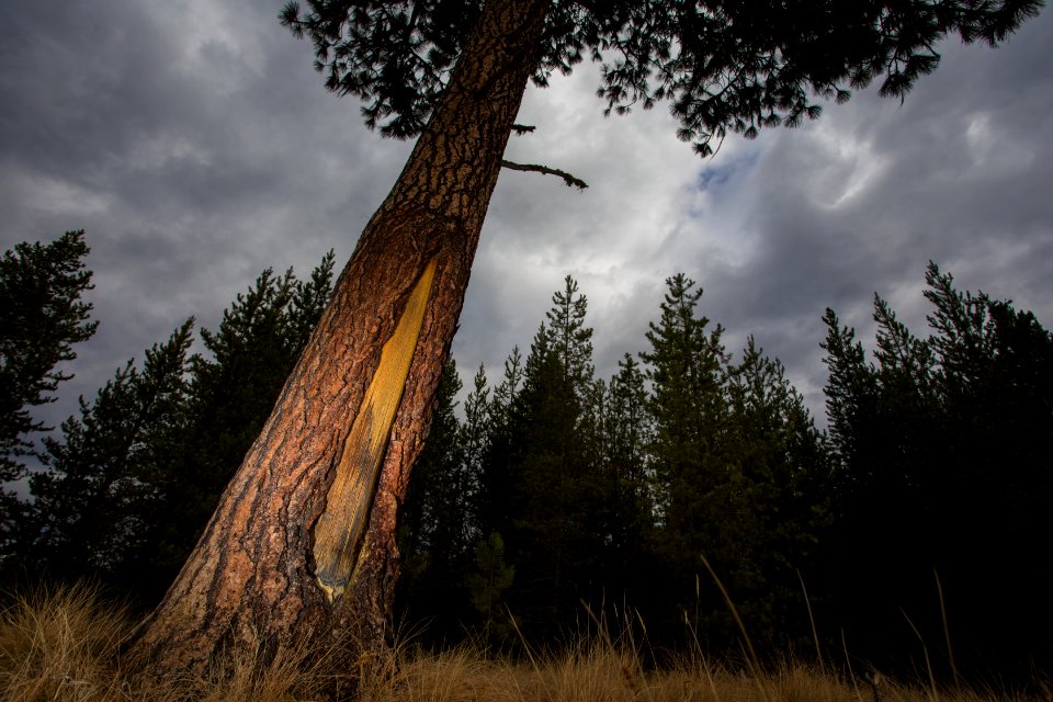 Culturally Scarred Ponderosa Pine Tree