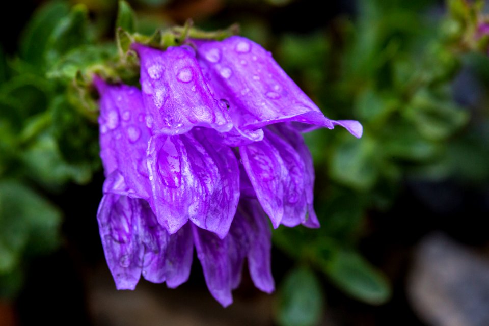 Rocky Ledge Penstemon - Penstemon ellipticus