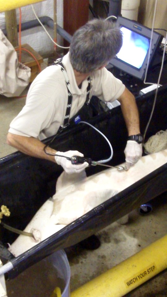 Scoping Female Sturgeon