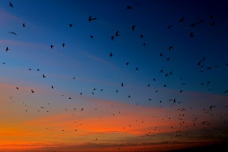 Terns at sunset on west beach