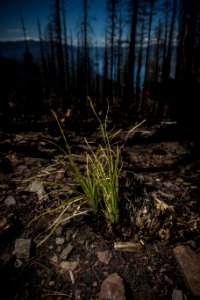 Bear Grass Regrowth from Sprague Fire