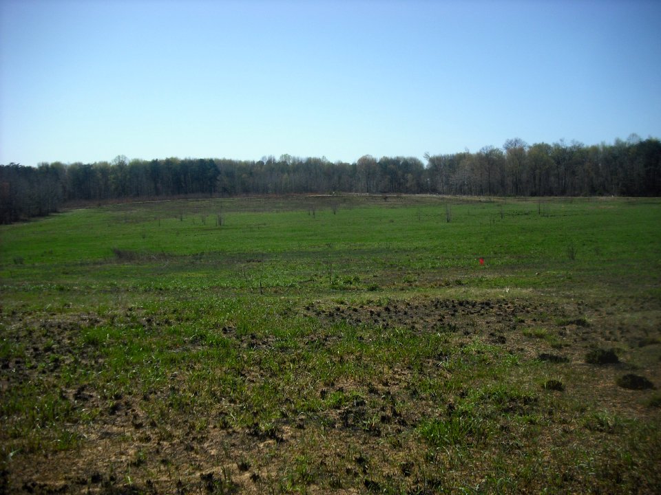 Green Two Weeks after Burn