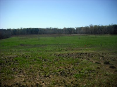 Green Two Weeks after Burn