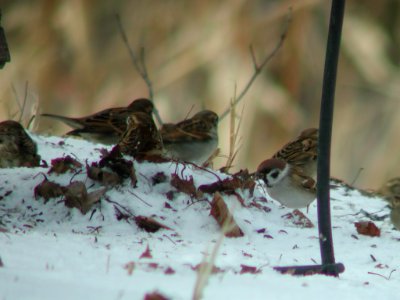 Eurasian Tree Sparrow (1st state record), Cassopolis, MI