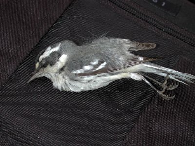 Black-throated Gray Warbler carcass
