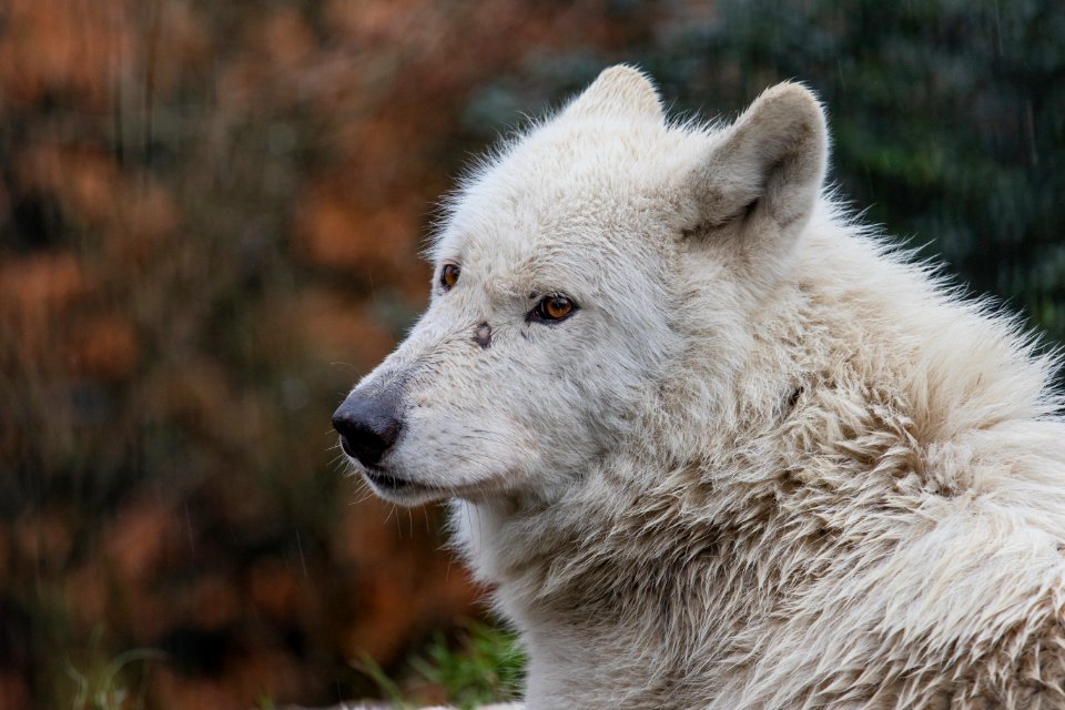 Hudson Bay Wolf 2016-01-14-00001
