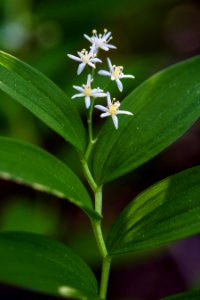Starry False Solomon's Seal - Maianthemum stellatum