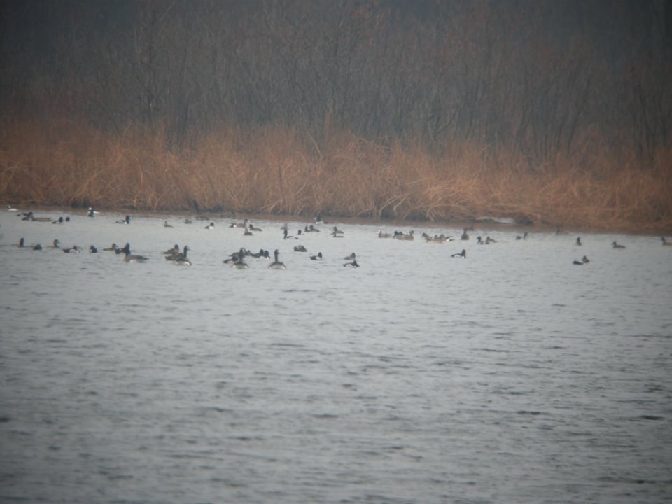 Mega waterfowl flock, Whitefish Lake, MI, March 12, 2012