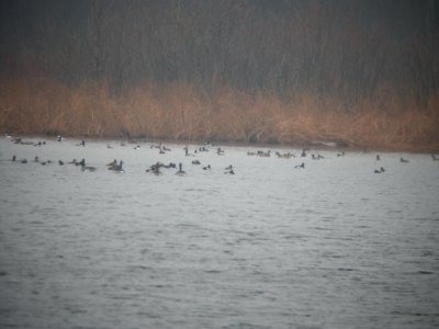 Mega waterfowl flock, Whitefish Lake, MI, March 12, 2012