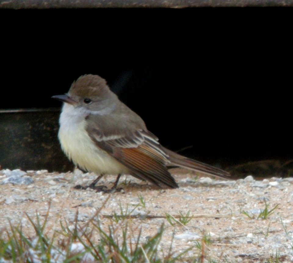 Ash-throated Flycatcher