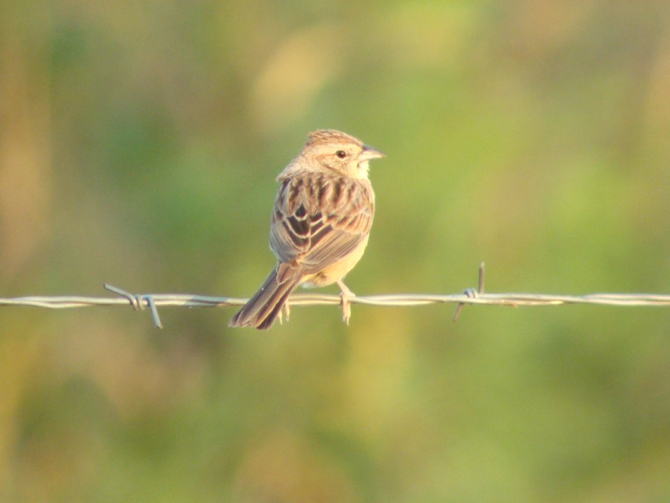 Botteri's Sparrow, Florida Wash, AZ, May 12, 2008