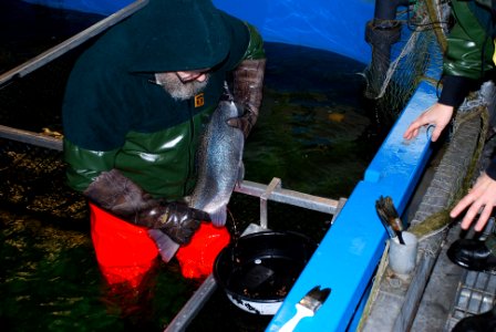 Spawning Atlantic salmon at Craig Brook National Fish Hatchery photo