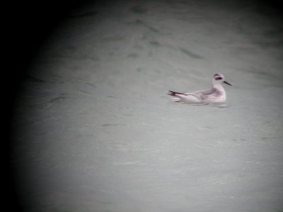 Red Phalarope, Grand Haven, MI