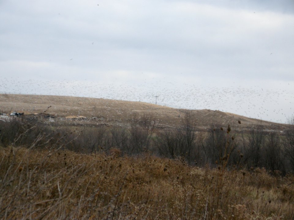 Gull swarm, Kent Co. landfill, 7 Dec 2011