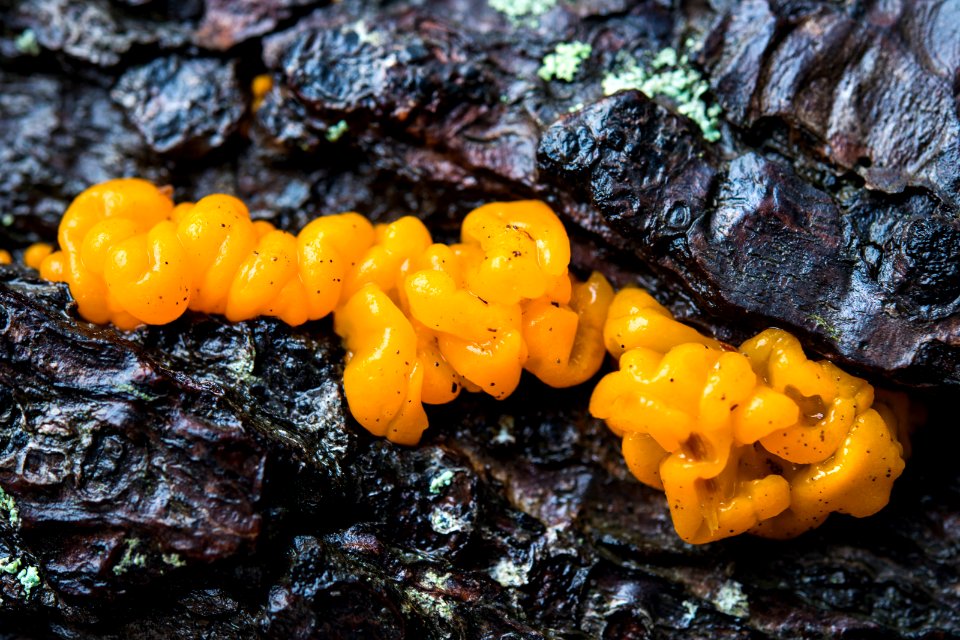 Avalanche Lake- Slime Mold