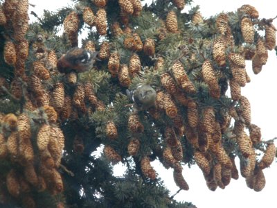 White-winged Crossbills, Elmwood Cemetery, Cedar Springs, MI, January 9, 2012