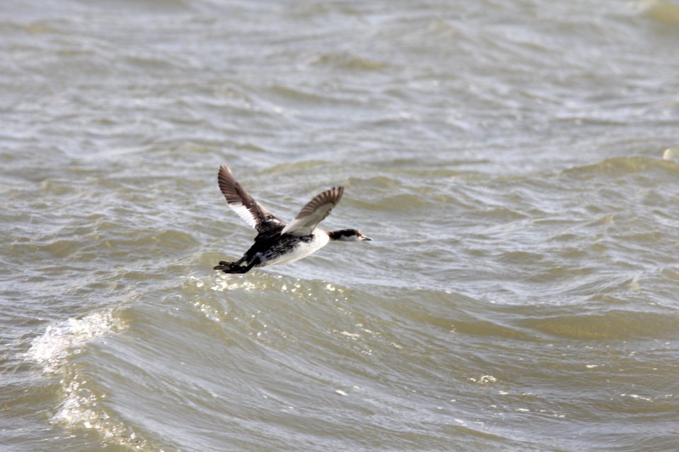 Horned Grebe, Cleveland OH, 19 Nov 2011