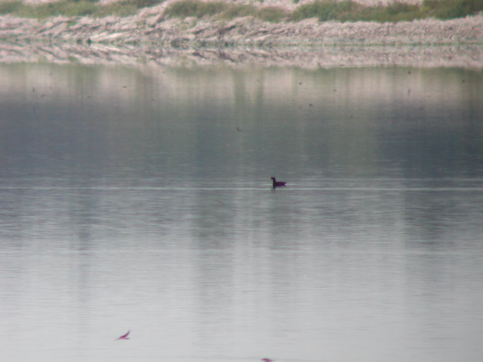 White-winged Scoter (ad. male), Muskegon Wastewater Complex, MI  September 4, 2005