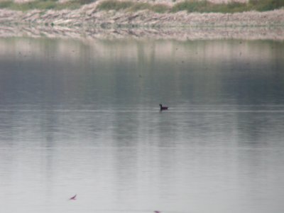 White-winged Scoter (ad. male), Muskegon Wastewater Complex, MI  September 4, 2005