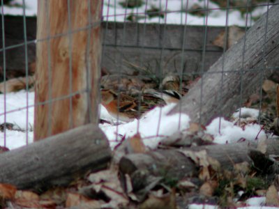 Brambling, Arlee, MT