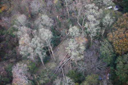 Tree damage at Target Rock National Wildlife Refuge (NY)