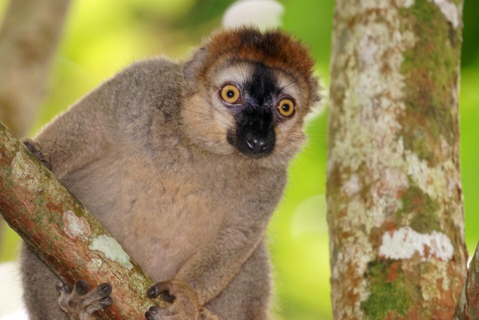 Red-fronted lemur female vervet monkeys similar