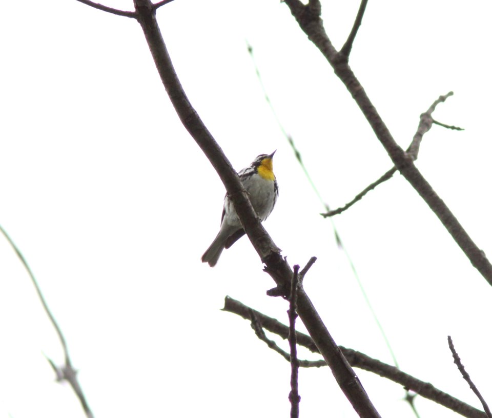 Yellow-throated Warbler, Millenium Park, Walker, MI, May 12, 2012