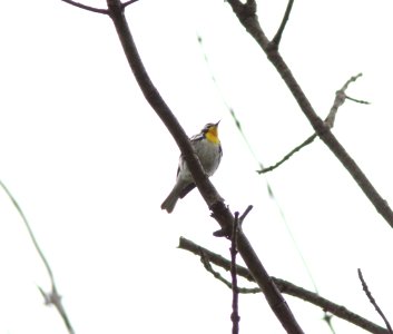 Yellow-throated Warbler, Millenium Park, Walker, MI, May 12, 2012