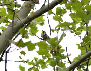 Yellow-throated Warbler, Millenium Park, Walker, MI, May 12, 2012