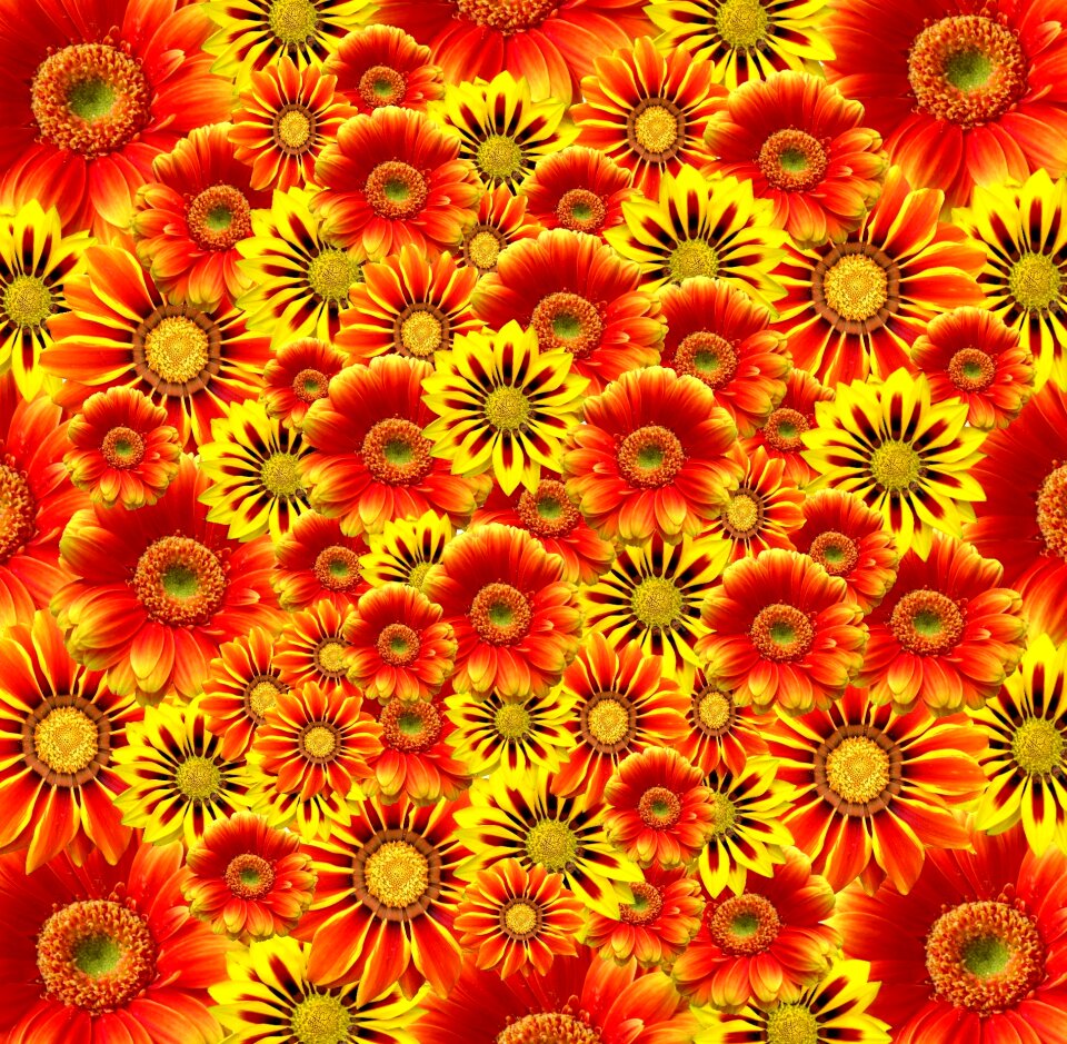 Bloom orange flowers plant