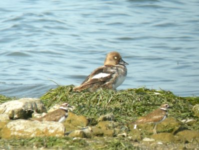 Common Goldeneye, female, Pte. Mouillee SGA, July 25, 2012