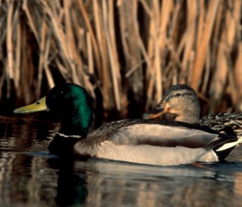Male and Female Mallard Ducks