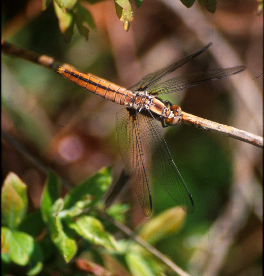 Female Chalk-fronted Corporal