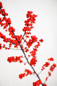 Holiday branch red photo