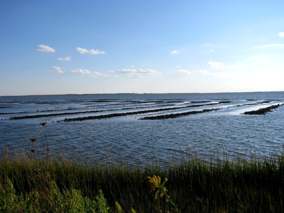 Chincoteague National Wildlife Refuge