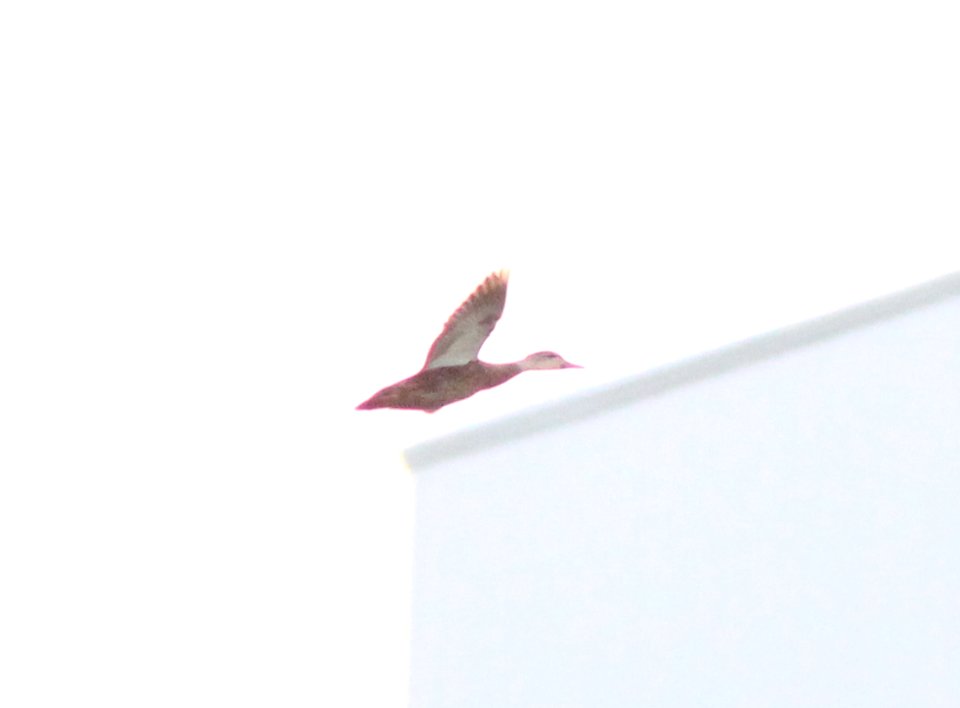Mystery Duck, Caledonia Waste Water Facility, September 3, 2012