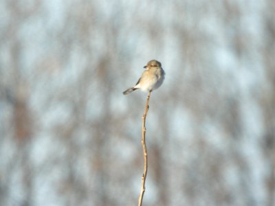 Northern Shrike (juvenile)