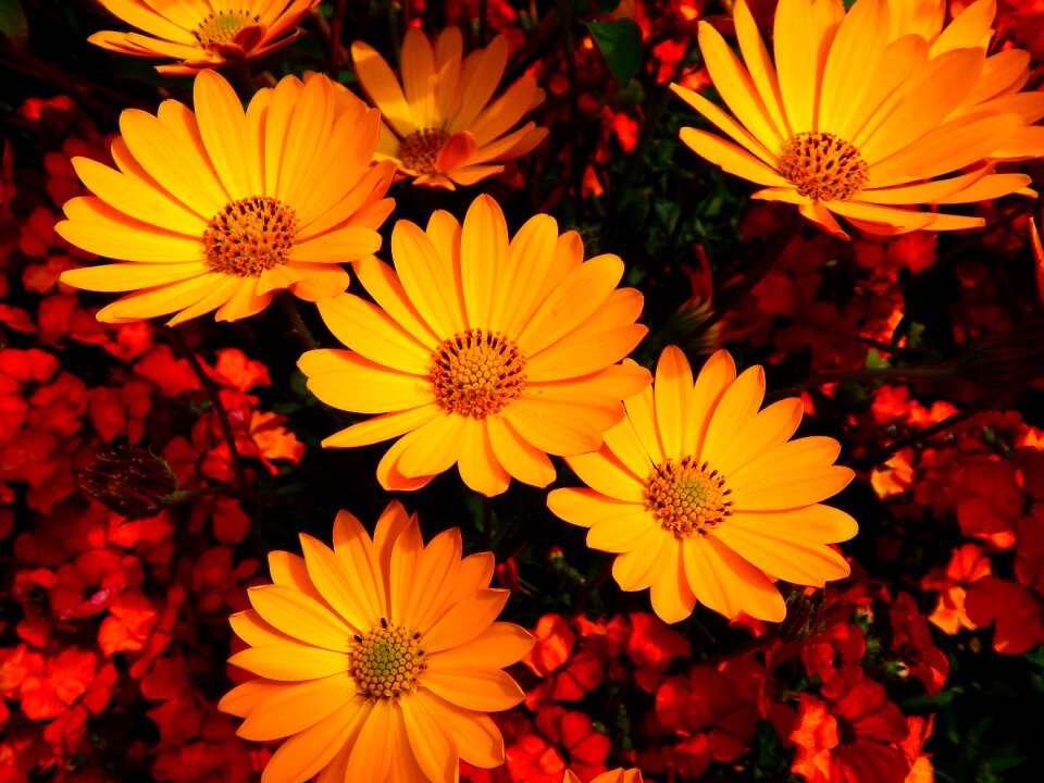 Plant nature marigold