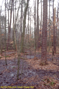 Wet Pine Flatwoods, Atlantic Coastal Plain