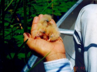 Least Bittern nestlings, Mingo NWR, Missouri, 28 June 1998