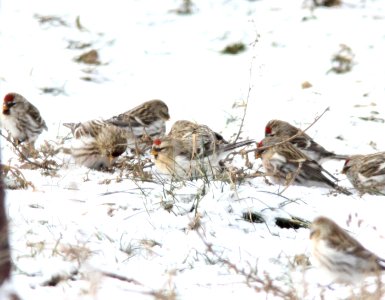 Hoary Redpoll (center), Greenville, MI, 21 January 2013